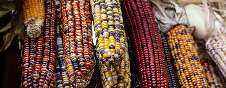 Biological Diversity Protecting The Variety Of Life On Earth International Institute For Sustainable Development