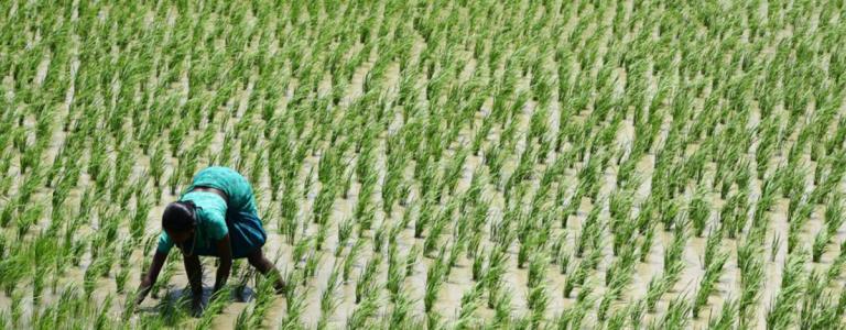 Women harvesting from a field