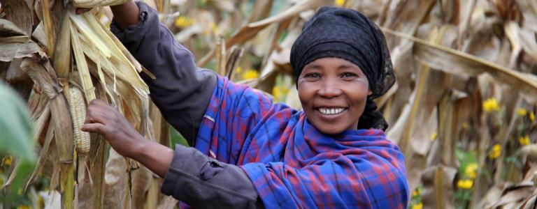 A smiling Tanzanian woman grabs a head of corn in a corn field