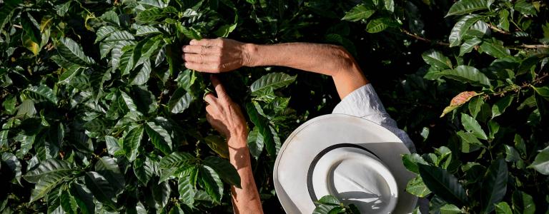 A bird's eye view of a farmer in a white hat feeling leaves of coffee plants in a field