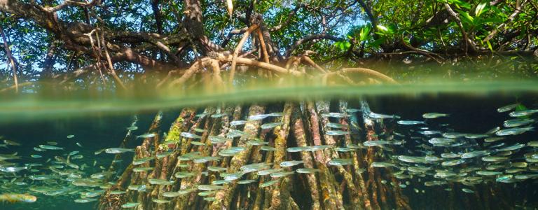 Split view of mangrove tree above and below sea surface