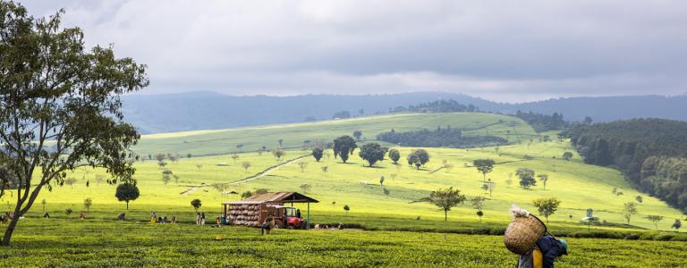 agricultural field