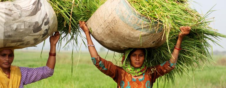 Woman farmer grass India