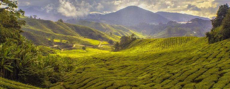 hills agriculture