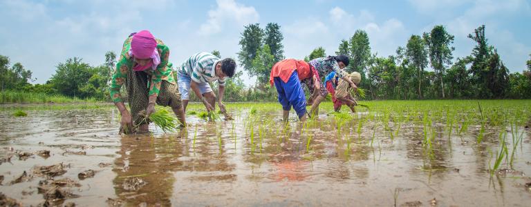 Indian farmers in a rice paddy field