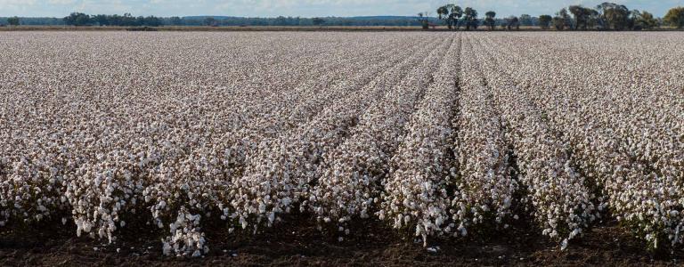 Cotton field, a large cotton farm,the cotton is harvested and baled for export to overseas countries.