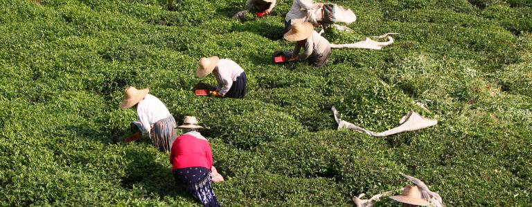  : Unidentified people work in a tea field in Karadeniz region of Turkey. Rize is one of the most important tea producing city in the country.