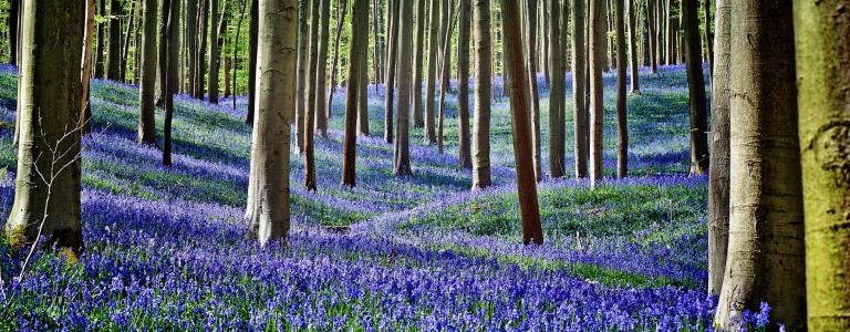Bluebells in a forest in Belgium