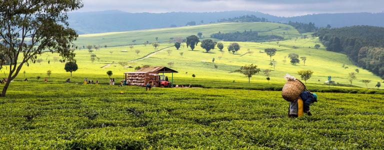 Farmers harvesting tea in Kenya against a cloudy sky