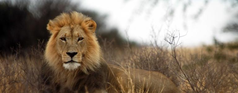 Protecting Endangered Species | International Institute for Sustainable  Development