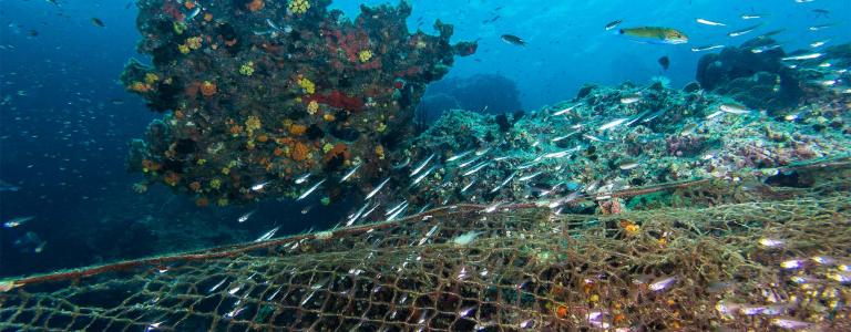 Fish swim around a fishing net on the ocean floor.