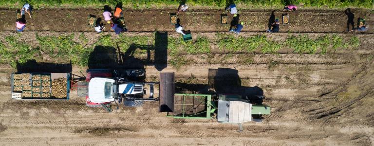 Group of people harvesting potatoes next to two tractors with trailers, aerial view.