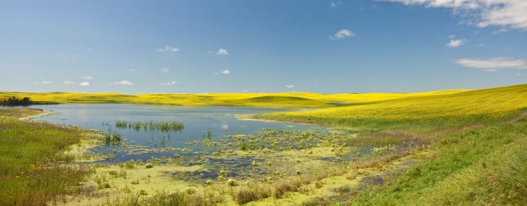 Marsh Canada Prairies Alberta