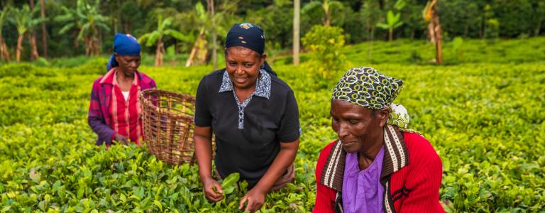 Three farmers in Kenya planting tea