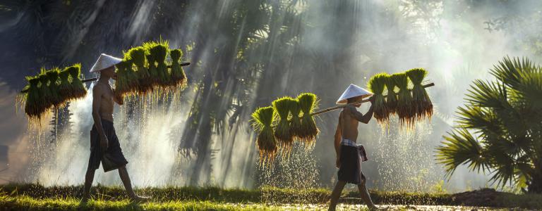 Cambodian rice farmers
