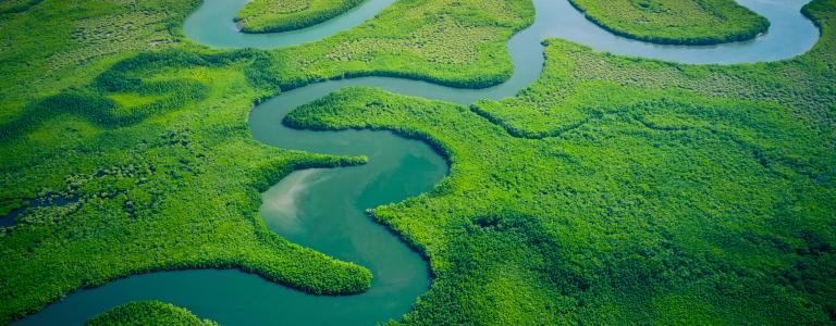 aerial photo of mangrove in Gambia
