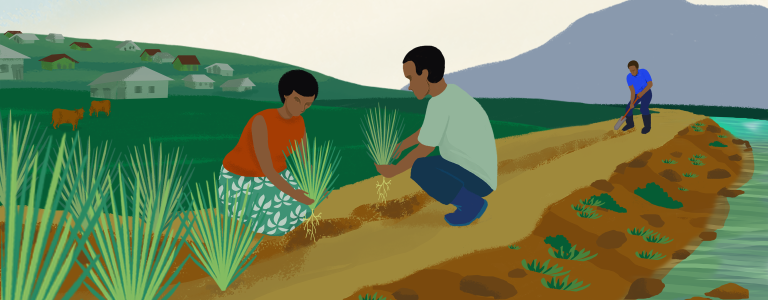 Illustration of people planting vetiver grass in Fiji