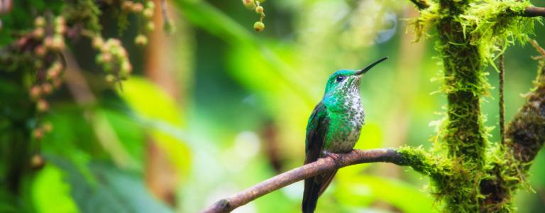 A hummingbird on a tree branch in a forest in Costa Rica