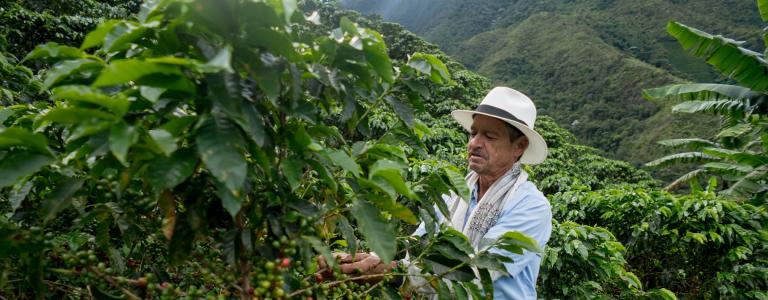 A man picking coffee beans in Colombia