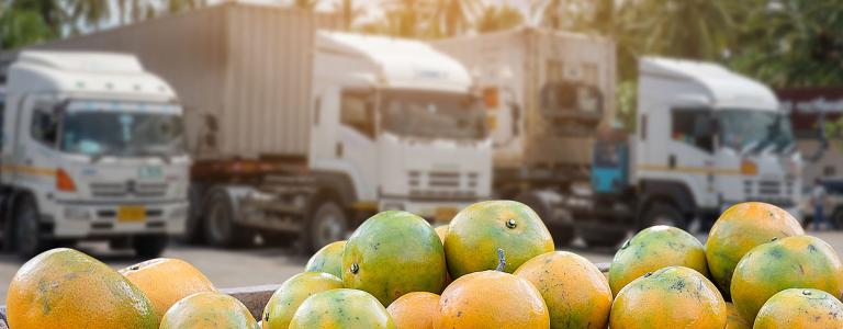 oranges ready for truck transport in thailand
