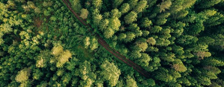 Aerial top view of summer green trees and road in forest in rural Finland