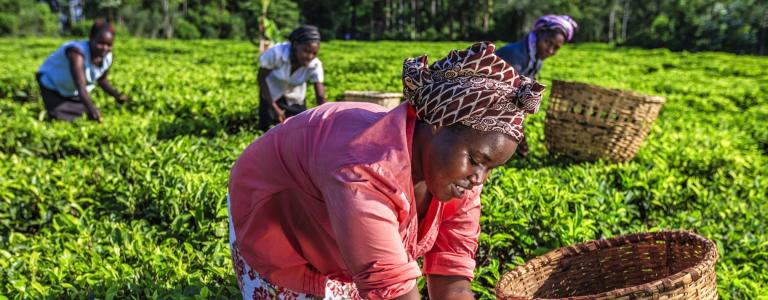 Tea planting in rural area in Kenya