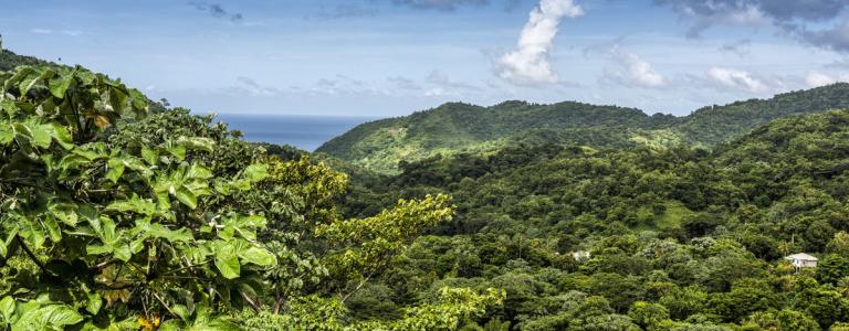 Lush rain forest hills on the Caribbean island of Grenada.