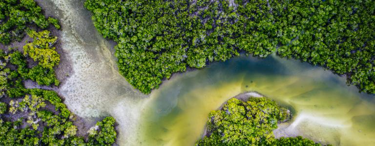 An overhead view of a mangrove ecosystem 