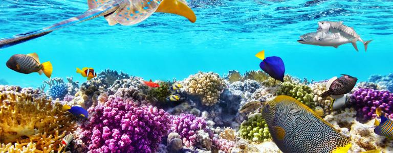 Tropical fish swim around colourful coral underwater.