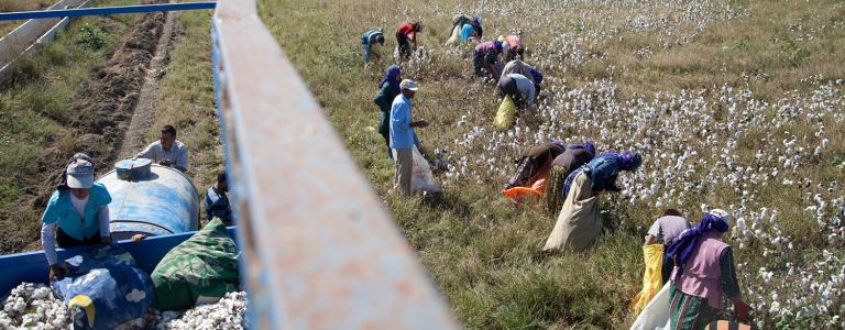 Cotton workers in a field in Turkey