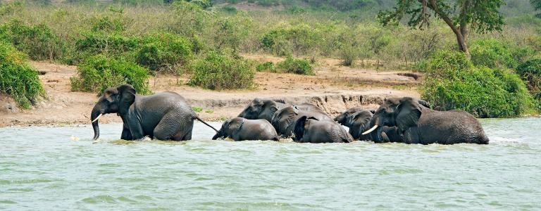 Elephants crossing a river in Uganda