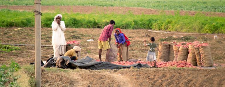 Farmers harvesting carrots in India