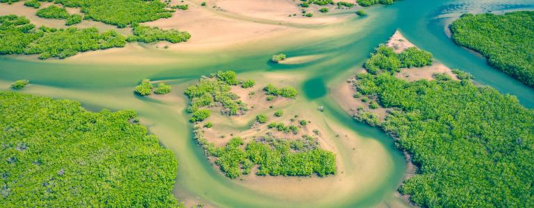 Aerial view of Senegal mangroves