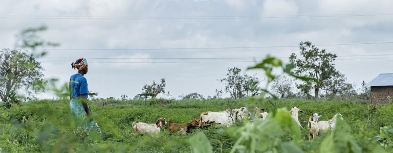 Farmer walking with flock of goats in Kenya