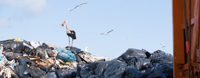 Birds hover around a pile of garbage.