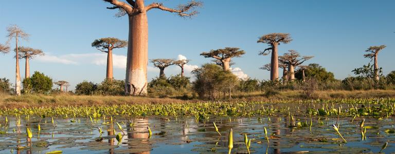 Swamp and Baobab trees in Madagascar