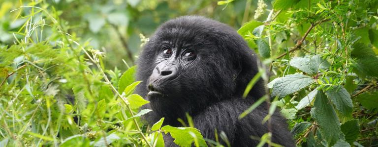 A female gorilla pokes her head above foliage in a park in Uganda.