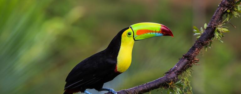 A toucan sits on a tree branch.