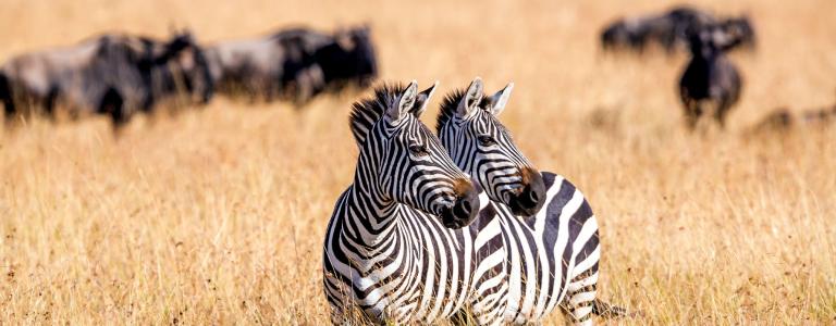 Two zebras graze at Savannah with a herd of gnus in the background.