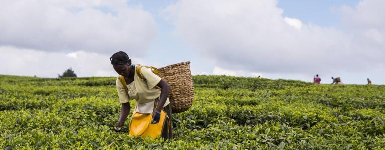 Tea Estate, Nandi Hills, Kenya. African woman picking tea