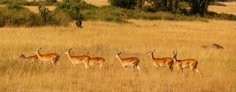Herd of kobs wander in Queen Elizabeth National Park, Uganda