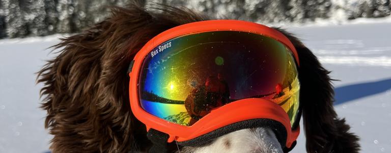 Spaniel dog with ski mask sits on lake covered with snow and surrounded by trees
