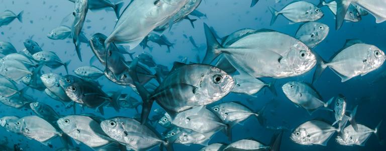 A school of fish swim in the sea. Photo: Unsplash / Sebastian Pena Lambarri