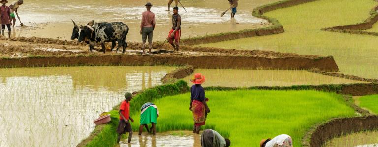 Rice farmers working on rice terrace fields in central Madagascar.