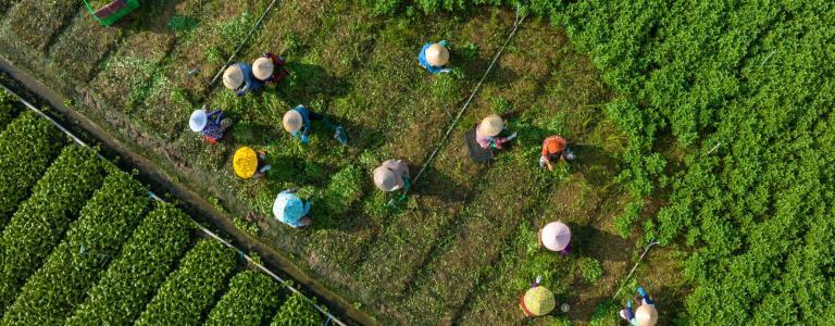Aerial photo of farmers harvesting in Vietnam