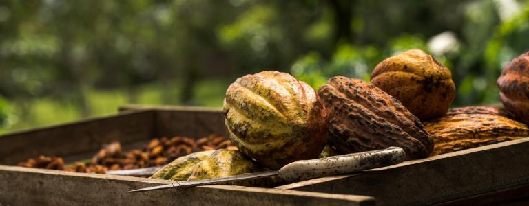 Cocoa fruit on a farm in Costa Rica