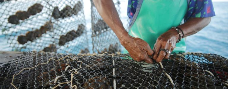 A person in Fiji works on an oyster farming net.