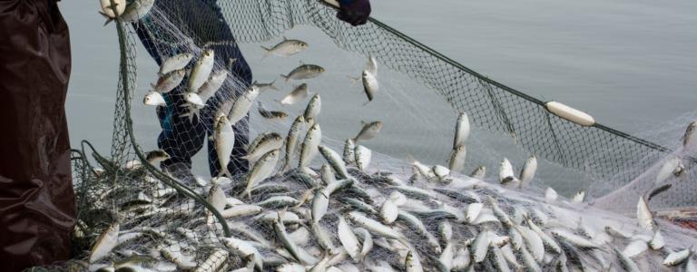 Dozens of fish caught in a net being lifted up by two people
