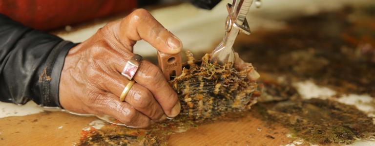 Close up on a person opening an oyster using a tool. 