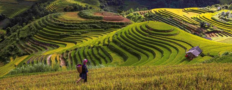 Rice terrace in Vietnam
